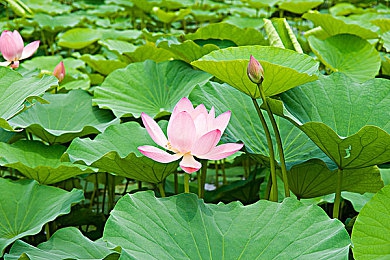子替父耕母田是｜孝行田园，新时代耕读传家之旅