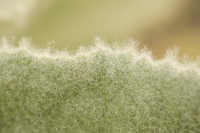 夸克浏览器是什么意思｜“轻量高效，智能推荐：夸克浏览器引领新一代互联网浏览体验革新”